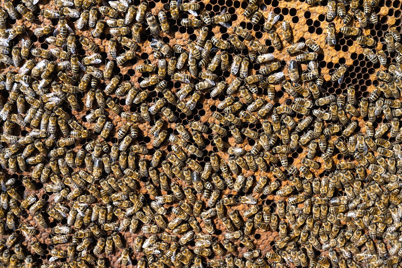 Established honeycomb extracted intact during a structural bee removal job